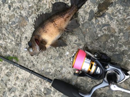 ジグ単でメバリング